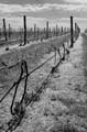 Bel Lago vines bw_1944